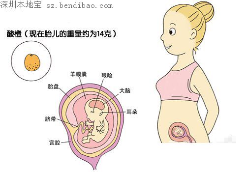 怀孕三个月胎儿图（男女B超图）
