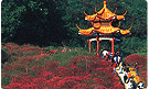 深圳仙湖植物园怎么去(骑行+公交+地铁+自驾)