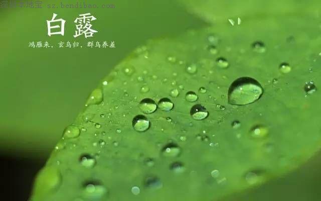 今日白露 白露节气习俗 养生