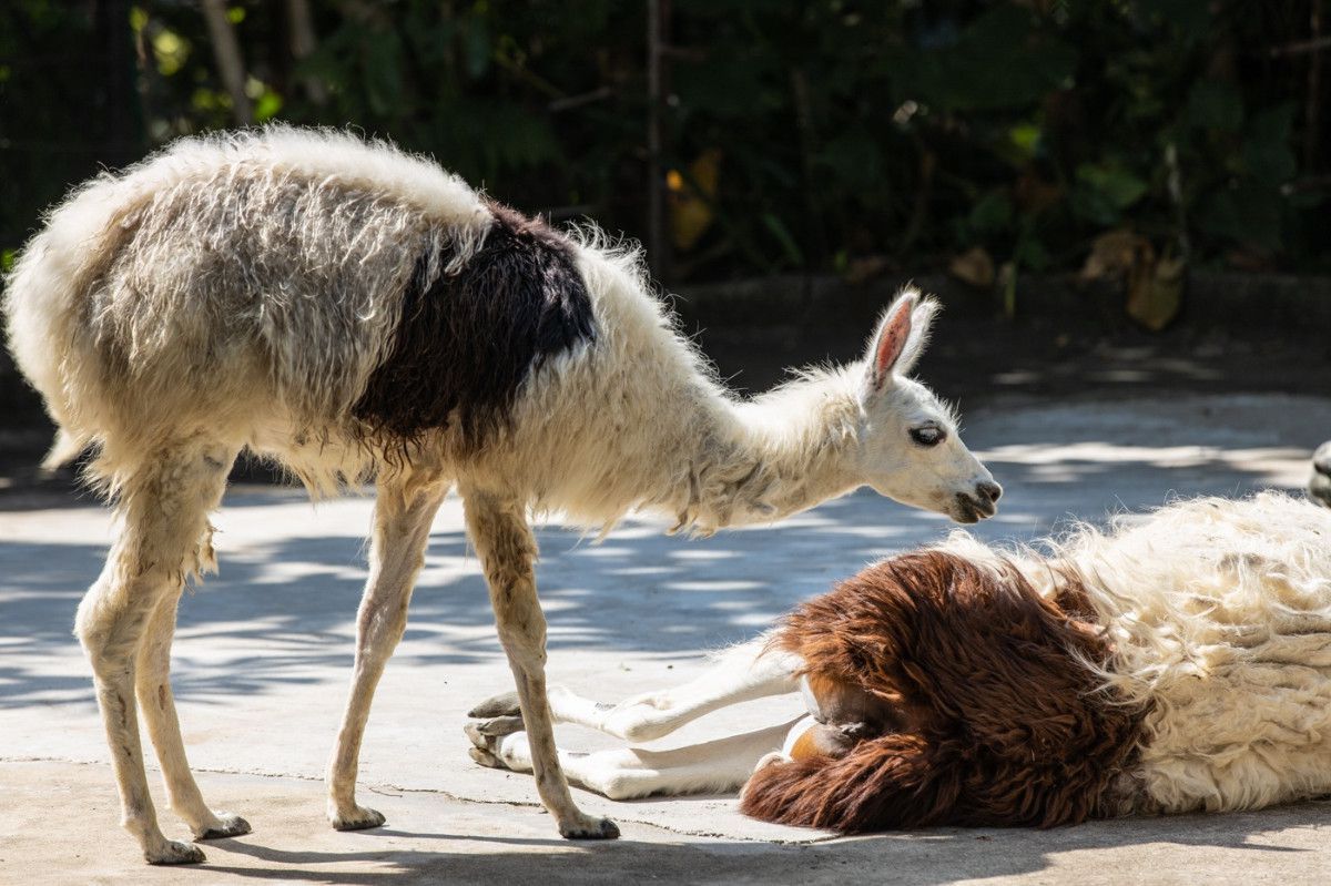 汉阳动物园门票多少钱？