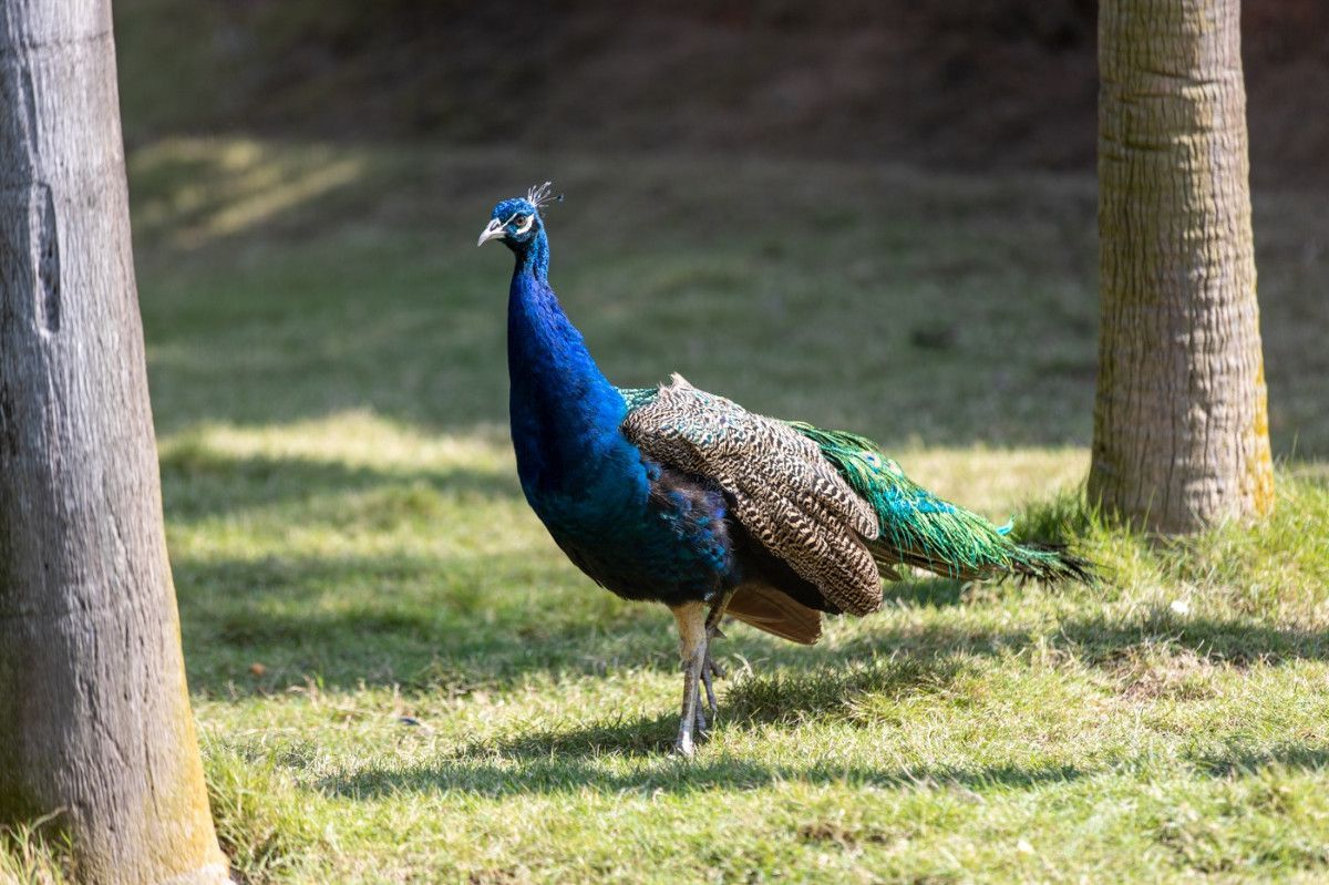武汉动物园门票购票攻略（门票价格+购票入口+免票人群）