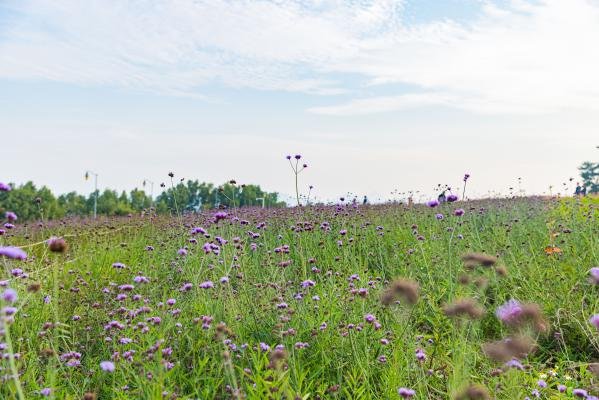 深圳湾流花山公园萤火虫灯光花海时间