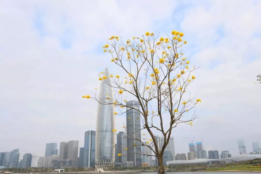 2020深圳3月公园赏花指南