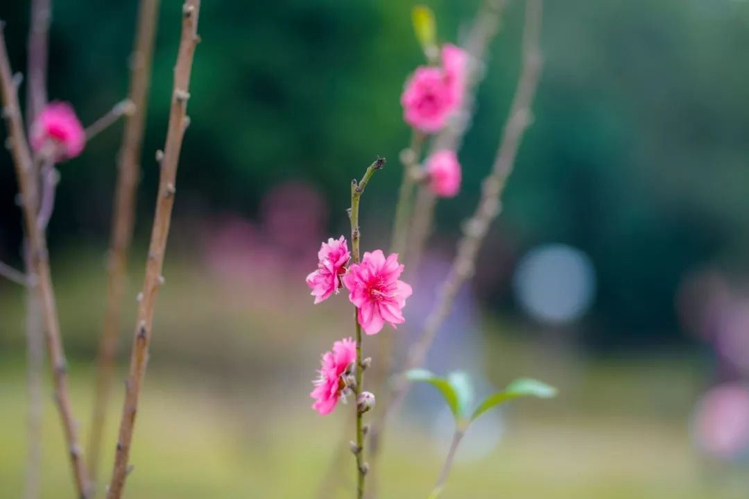 广东有什么花在春天开？广东春天赏花推荐