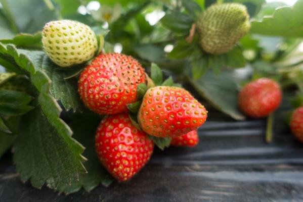 深圳采摘草莓的地方有哪些 旅游 深圳本地宝