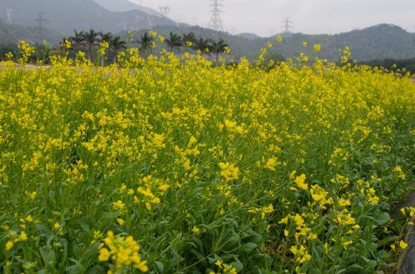 深圳光明小镇欢乐田园春节有油菜花吗