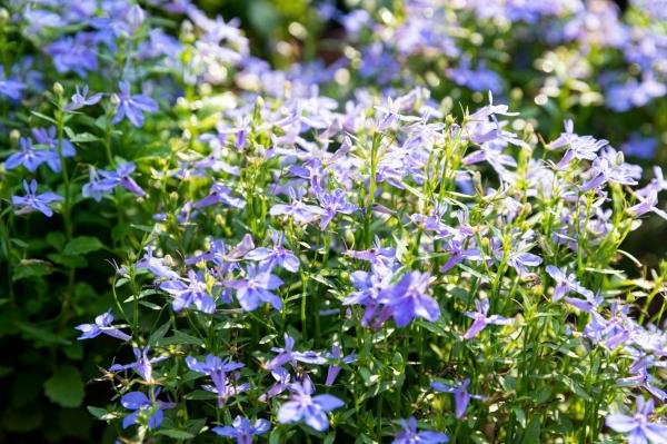 深圳仙湖植物园10月有花看吗