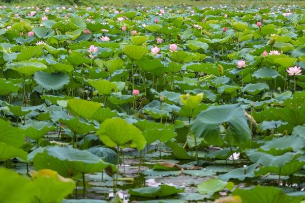 深圳洪湖公园荷花展几月到几月份