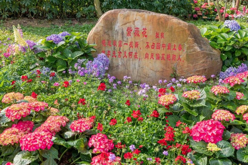 深圳莲花山公园7月能看哪些花