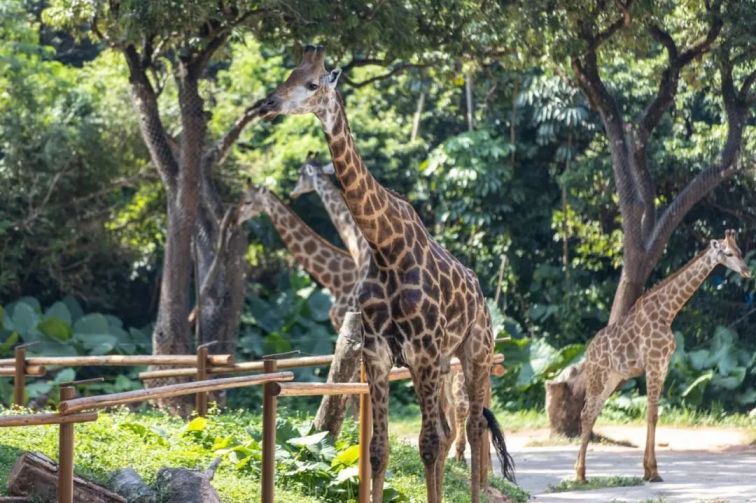 深圳野生动物园8月份门票及优惠2021