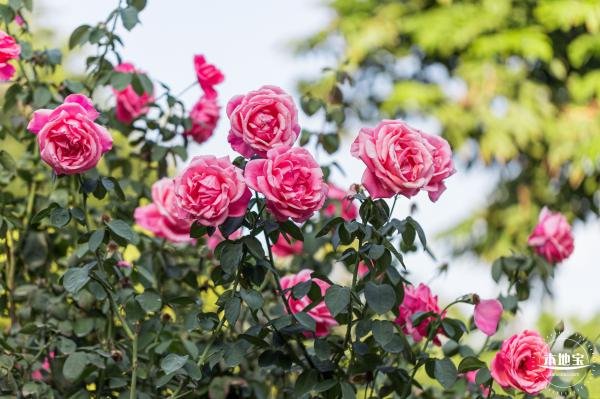 深圳香蜜公园春节开放吗