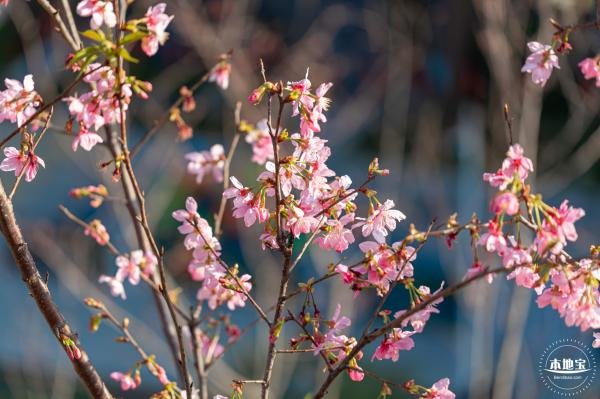 赤湾华英路樱花主题公园花开了吗