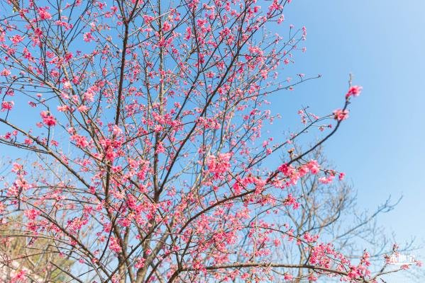 赤湾樱花主题公园地址在哪里(怎么去)