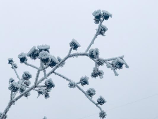 深圳梧桐山下雪了吗