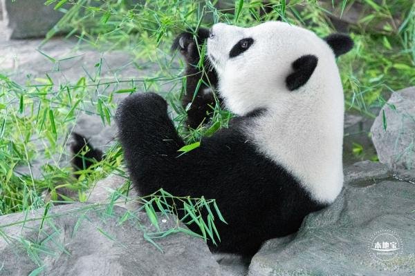 深圳野生动物园清明节开放时间2023