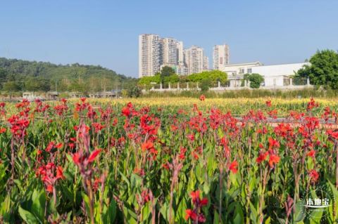 深圳楼村湿地公园有花海吗