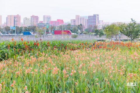 深圳楼村湿地公园美人蕉开花了吗