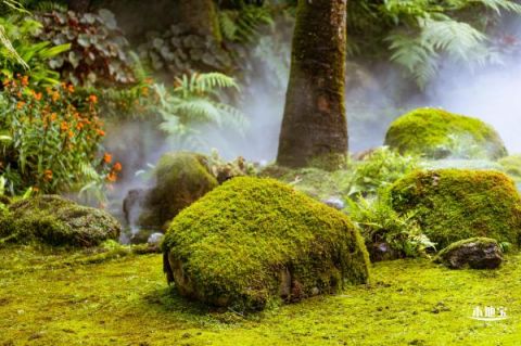 深圳仙湖植物园五一门票是当天买吗