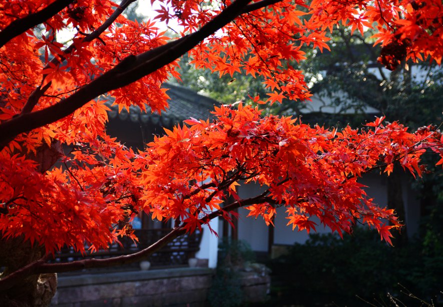 天津赏红叶攻略（地点 门票 交通）