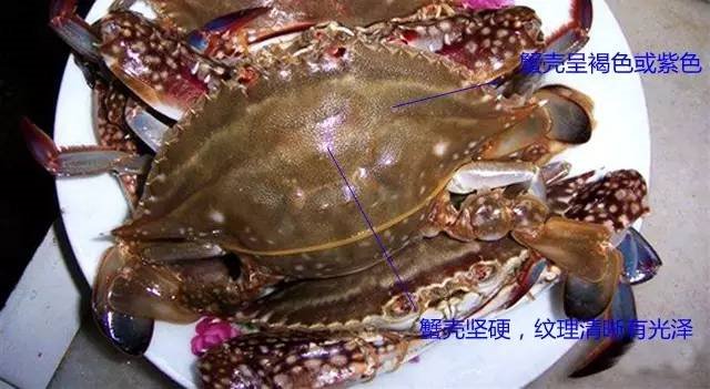 2020天津开海后挑梭子蟹有哪些小技巧