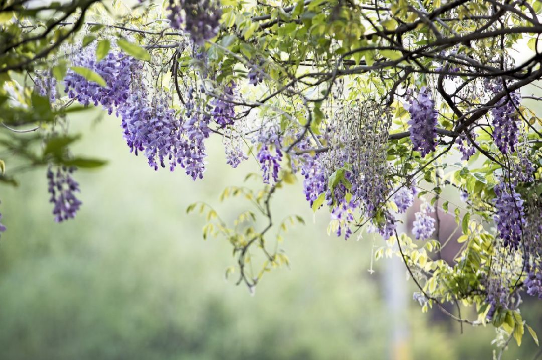 2022天津哪里可以观赏紫藤花？