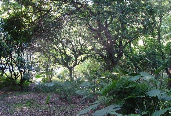 深圳仙湖植物园好玩吗（亮点+怎么去）