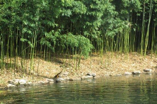 深圳仙湖植物园好玩吗（亮点+怎么去）