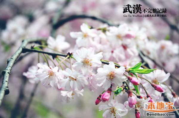 武大樱花节避开人潮攻略武大樱花节逃票攻略三国志·塔防手游攻略大全图片