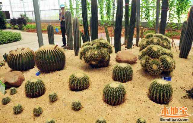 惠州博罗有什么好玩好吃的?人少景美风情浓(图)