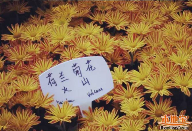深圳东湖公园菊花展2016时间及亮点预告
