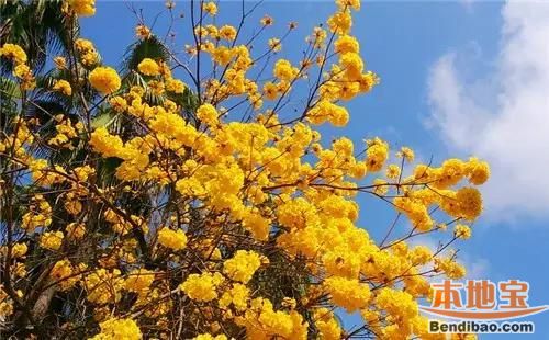 台湾春天旅游去哪里好?赏花与美食两不误(图)