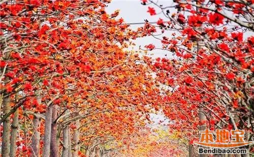 台湾春天旅游去哪里好?赏花与美食两不误(图)