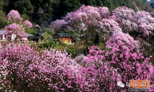 3月国内最佳旅游地top8 去山村里看一场花海