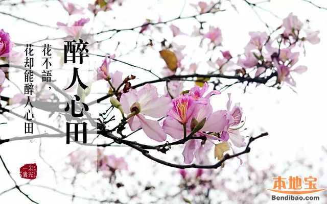 深圳3月哪里可以赏花?与你邂逅在花花世界里