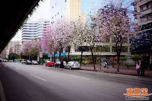 深圳3月哪里可以赏花?与你邂逅在花花世界里