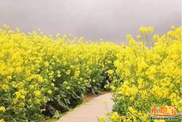 深圳3月哪里可以赏花?与你邂逅在花花世界里