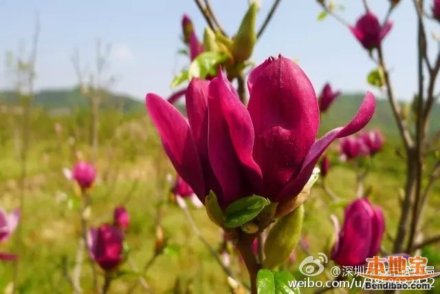 深圳4月份有哪些花?清明时节赏花去(图)