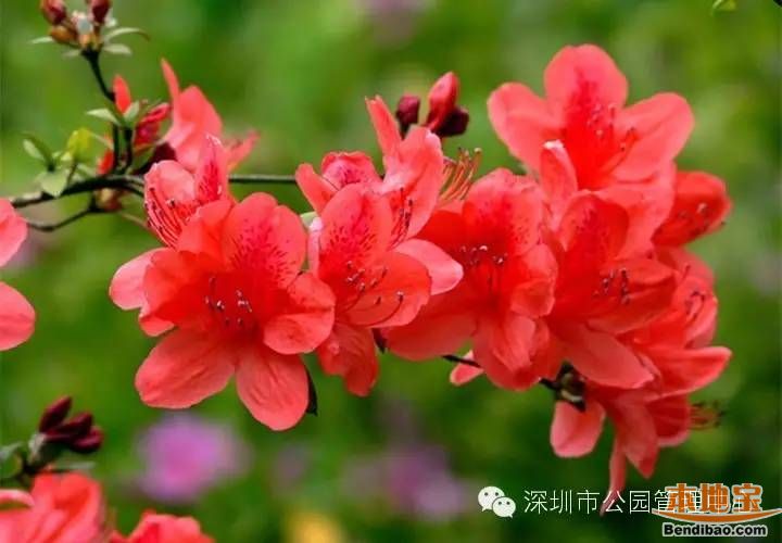 深圳4月份有哪些花?这些花儿等你来赏(图)