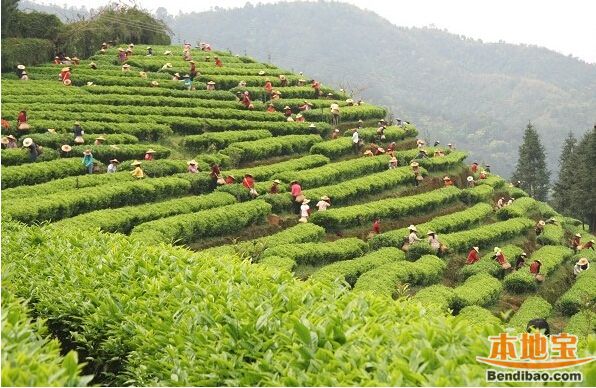 2016梅州雁南飞茶田景区5.19中国旅游日优惠活动