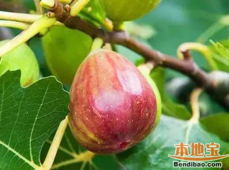 万亩果园特鲜名产 深圳周边中秋国庆采摘地推