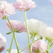 酸菋