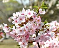 武大樱花品种有哪些？花期是什么时候？