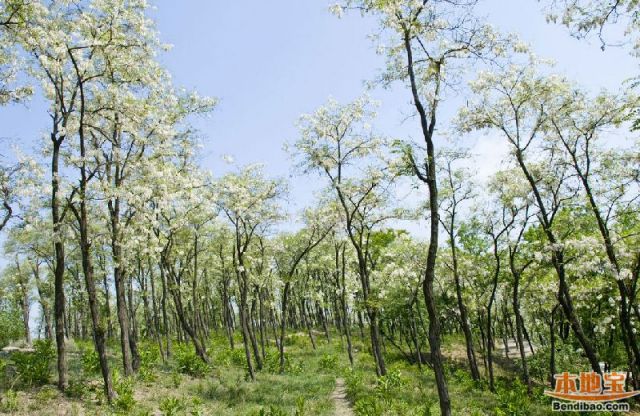 武汉哪里可以看槐花?黄石国家矿山公园看槐花指南