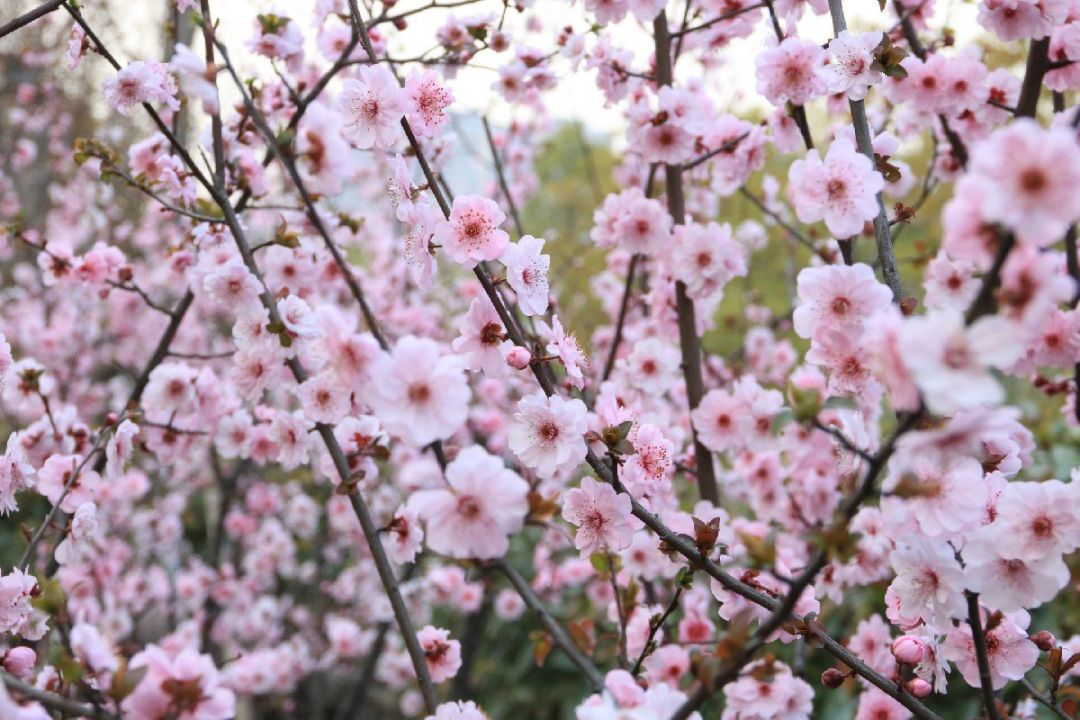 武汉五一赏花攻略(地点 花种类)