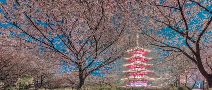 武汉东湖樱花园夜景好看吗?附赏樱时间及亮点