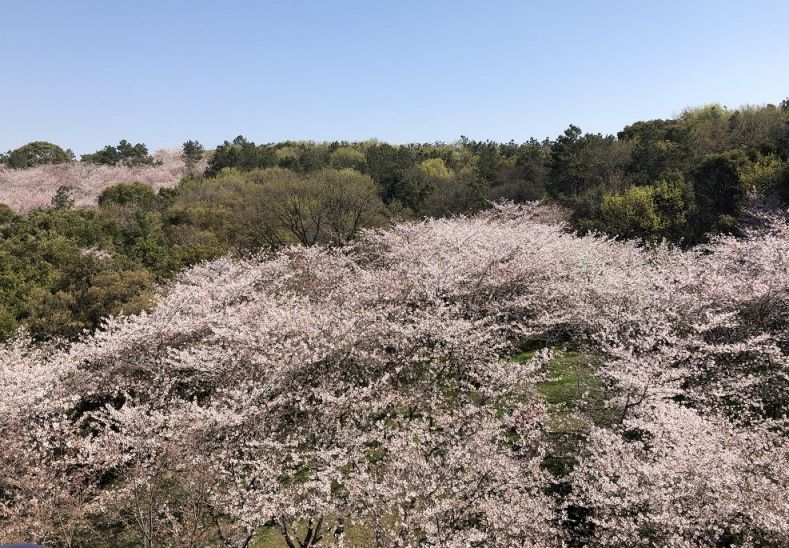 根据@网友其已反馈,截止2021年3月21日,鼋头渚染井吉野樱花开了大概