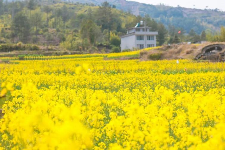 2020温州泰顺县春游赏油菜花好去处一览(动态)