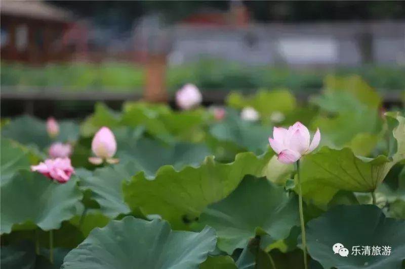 温州乐清市3A淡溪镇梅溪村游玩攻略