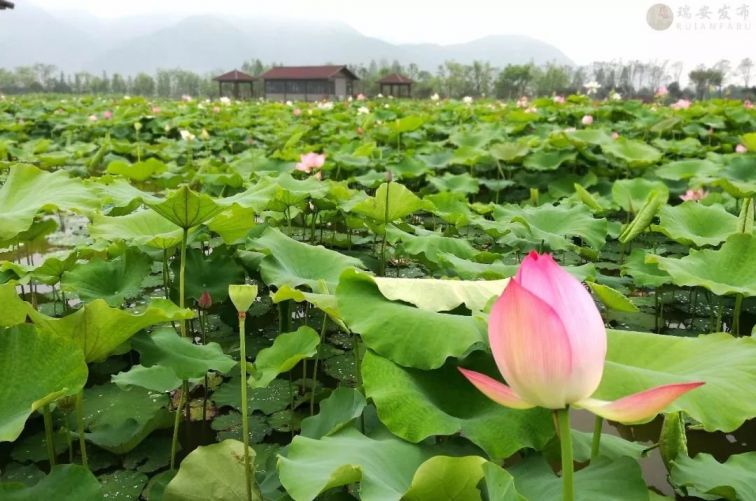 温州瑞安3A级景区村大全汇总（动态更新）