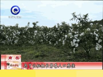 2020温州市枇杷采摘路线汇总